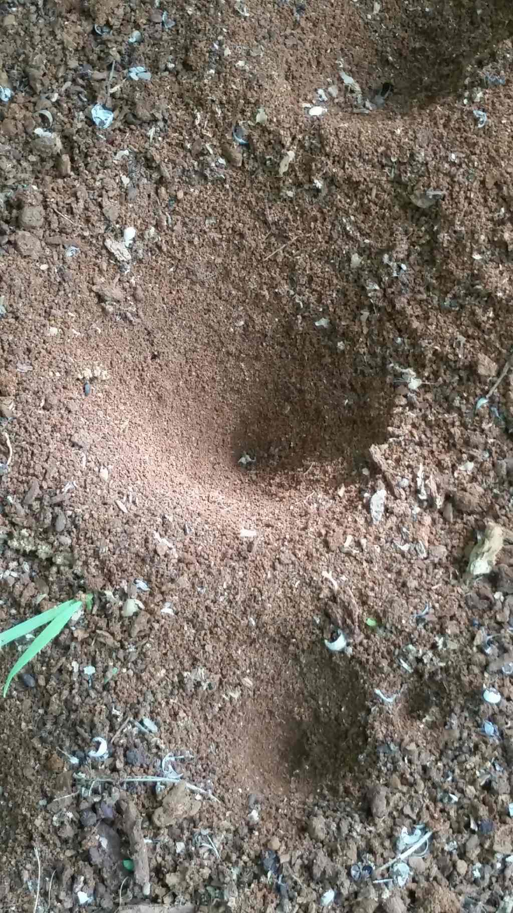 Trappole di formicaleone? No, di larve di ditteri Vemileonidae:  Vermileo sp.